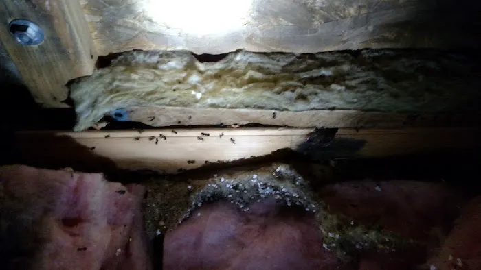 County Pest Control Picture 1