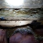 County Pest Control