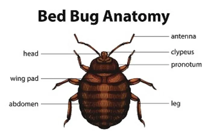 Bed Bug Exterminator Buffalo Picture 4