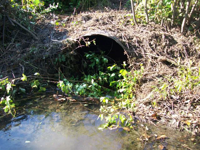 Estate Wildlife Control Picture 6