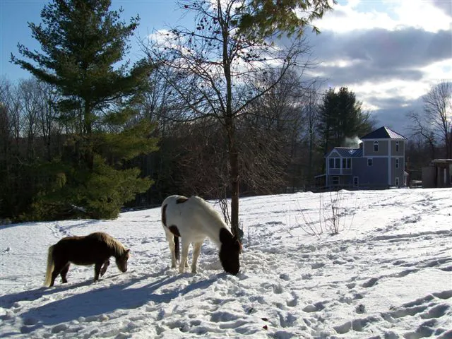 Estate Wildlife Control Picture 3