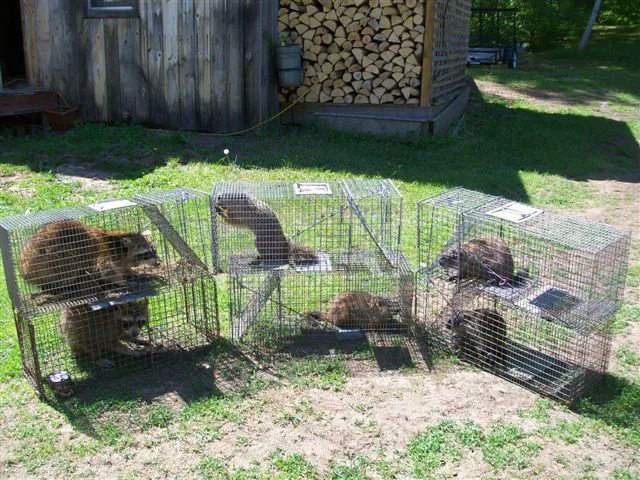 Estate Wildlife Control Picture 9