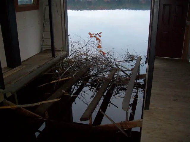 Estate Wildlife Control Picture 8