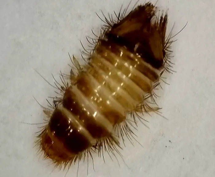 Anchor Pest Services Picture 8