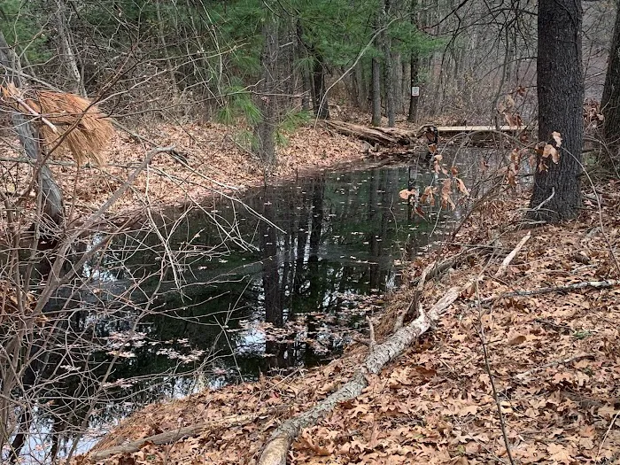 Wildlife Removal New Hampshire Picture 6