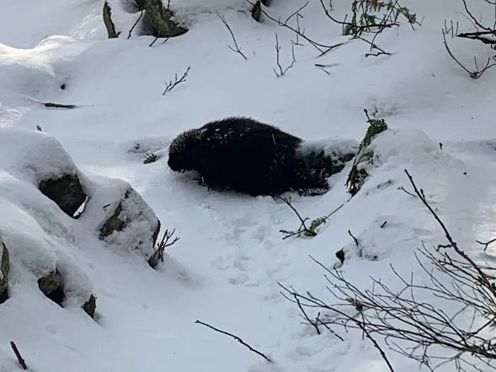 Wildlife Removal New Hampshire Picture 9
