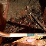 Wildlife Removal New Hampshire