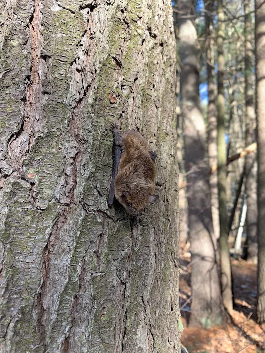 Wildlife Removal New Hampshire Picture 8