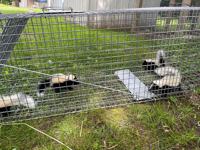 Wildlife Removal New Hampshire Picture 3
