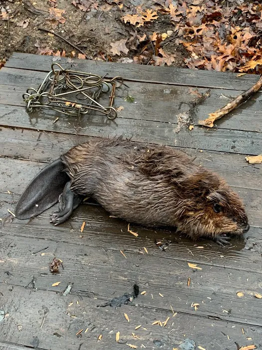 Wildlife Removal New Hampshire Picture 2