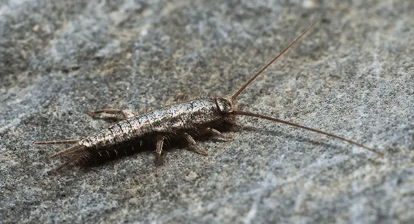 Big Blue Bug Solutions Picture 9