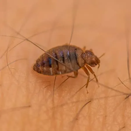 Big Blue Bug Solutions Picture 5