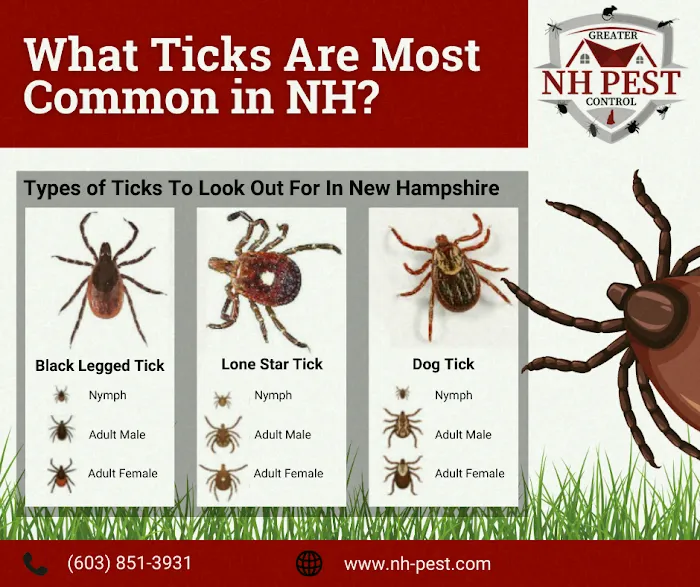 Greater NH Pest Control Picture 7