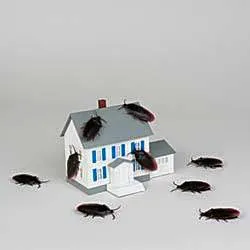 Precision Pest Service, LLC Picture 2