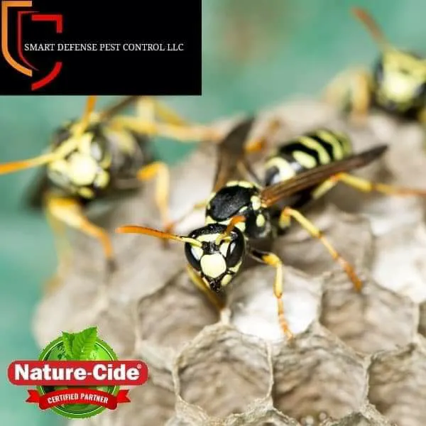 Smart Defense Pest Control Picture 8
