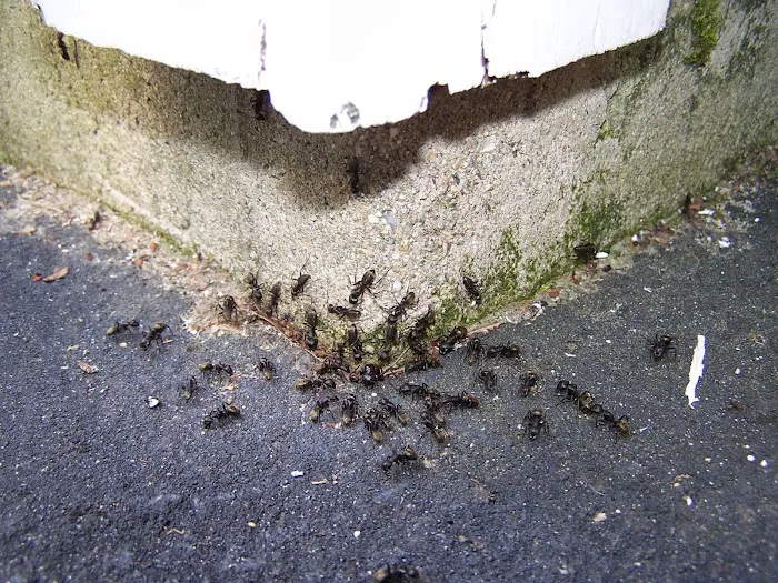 Pest Specialist LLC Picture 2