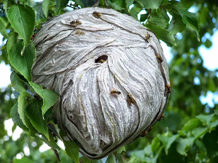 Pest Specialist LLC Picture 1