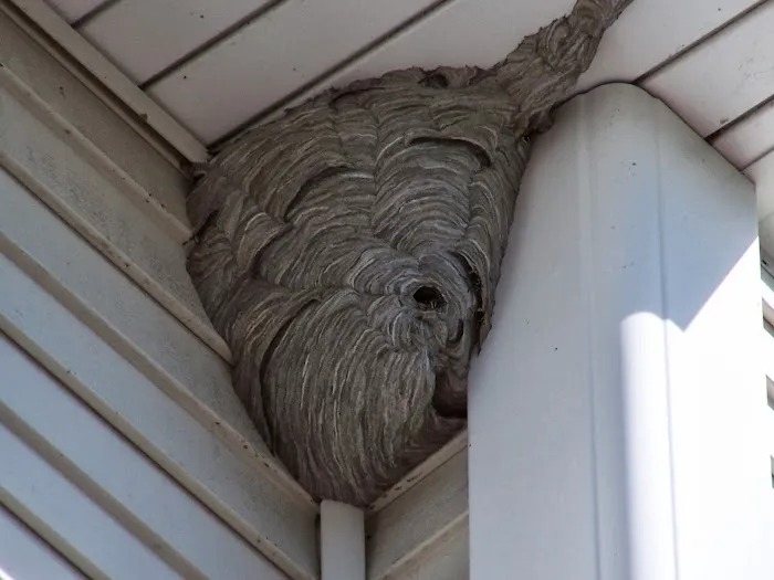 Pest Specialist LLC Picture 8