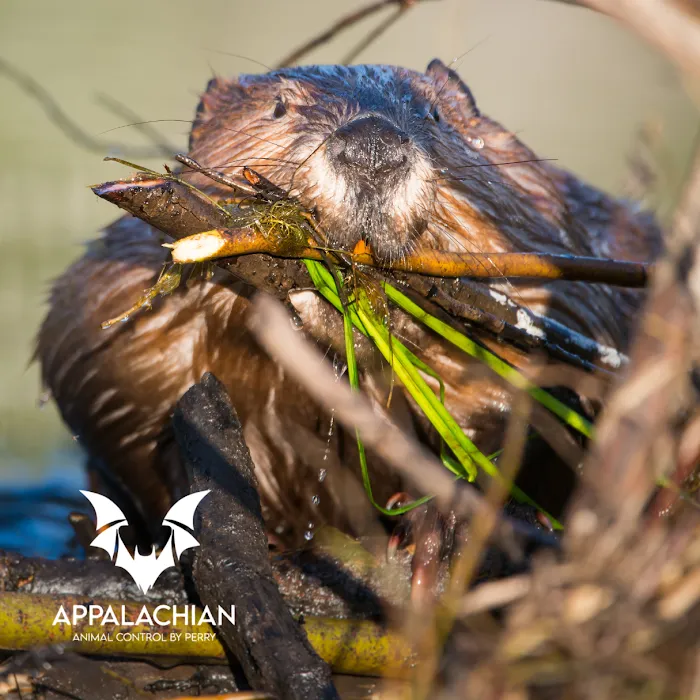 Appalachian Animal Control Picture 9