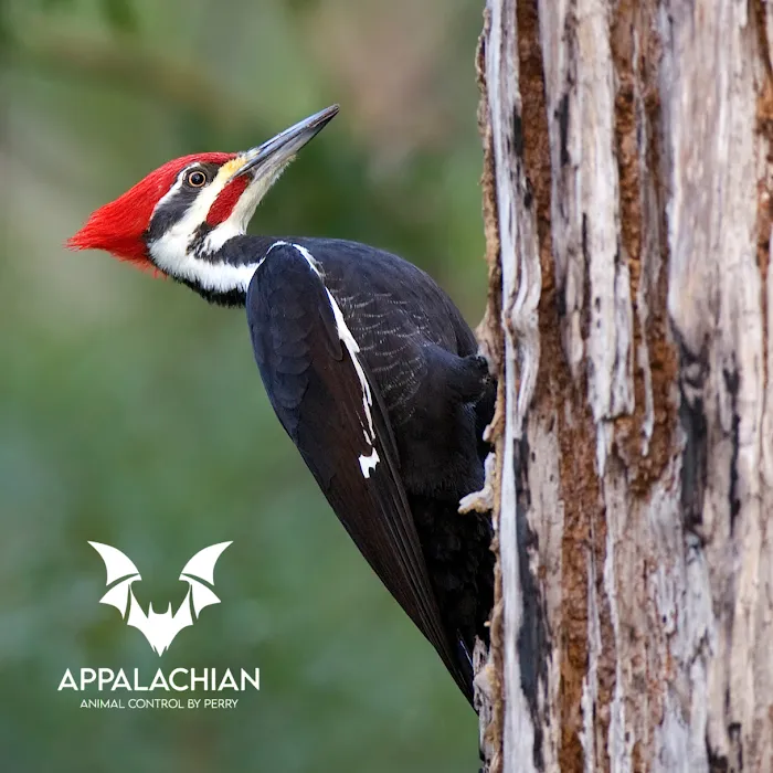Appalachian Animal Control Picture 10