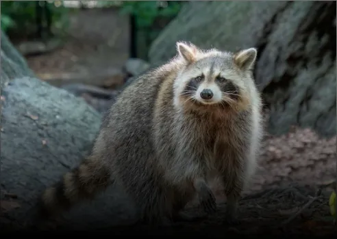 Appalachian Animal Control Picture 7