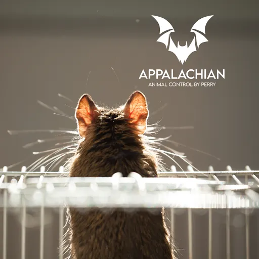 Appalachian Animal Control Picture 8