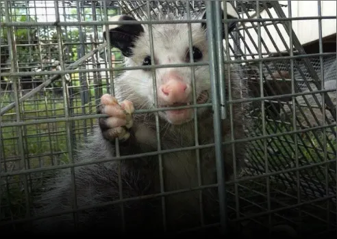 Appalachian Animal Control Picture 1