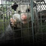Appalachian Animal Control