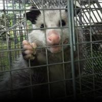 Appalachian Animal Control ico