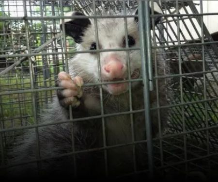 Appalachian Animal Control