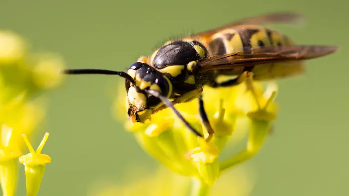 Bee Busters Inc Picture 1