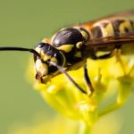 Bee Busters Inc