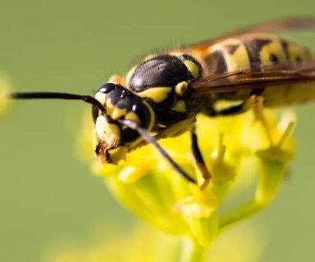 Bee Busters Inc