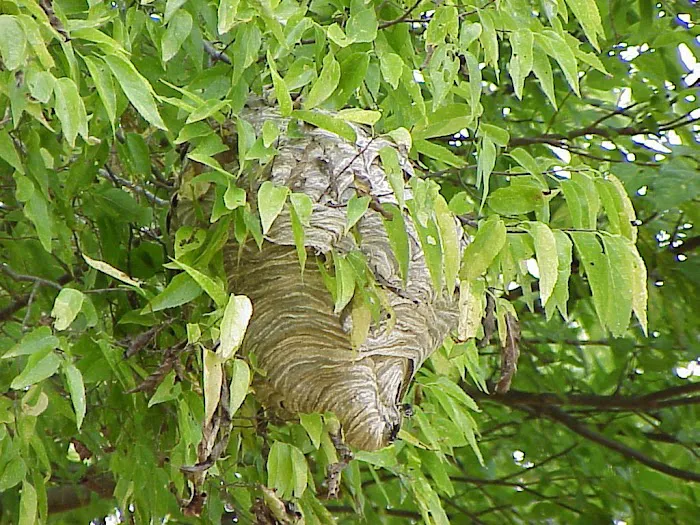 Mantis Pest Control LLC Picture 3