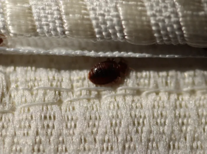 Discreet Pest and Wildlife Services, Inc. Picture 7