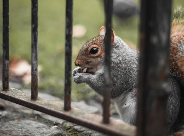 Discreet Pest and Wildlife Services, Inc. Picture 10