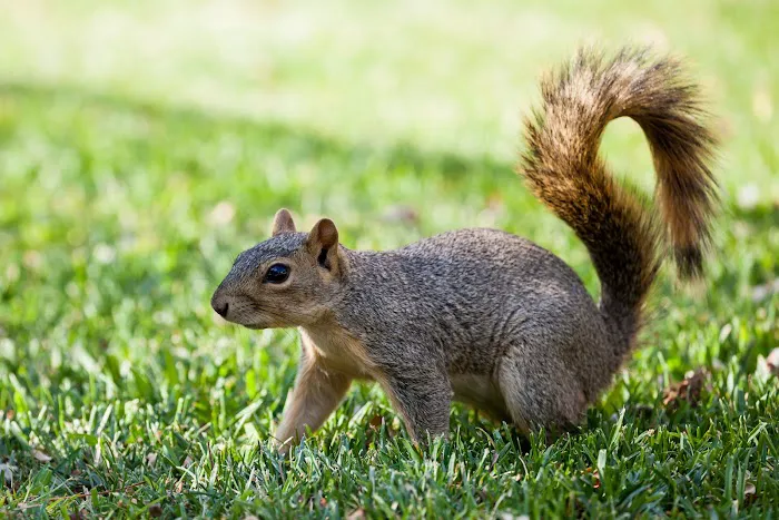 Waltham Pest Control Picture 8