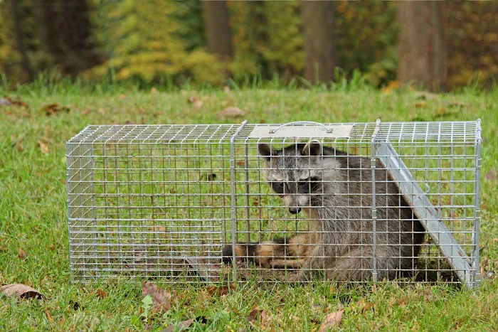 Waltham Pest Control Picture 9