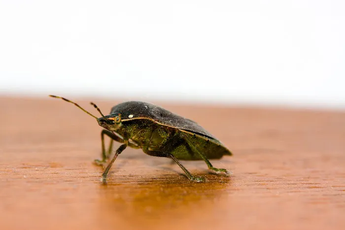 Waltham Pest Control Picture 4