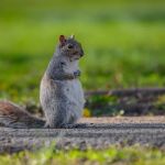 Waltham Pest Control