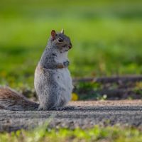 Waltham Pest Control ico