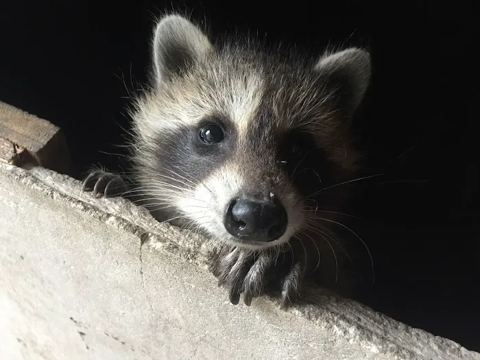 Catseye Pest Control - Tewksbury, MA Picture 3