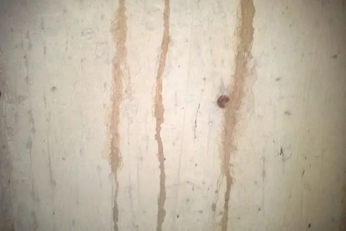Biggins Exterminating Co. Picture 9