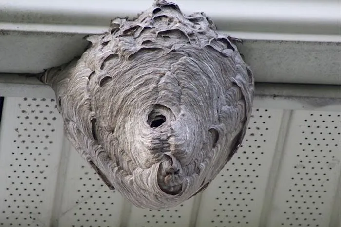 Biggins Exterminating Co. Picture 10