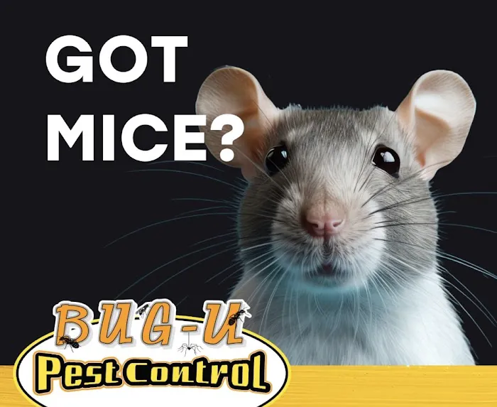 Bug-U Pest Control LLC Picture 6