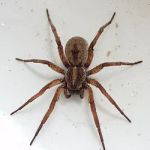 A1 Exterminators | Pest Control Solutions