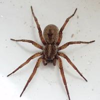 A1 Exterminators | Pest Control Solutions ico