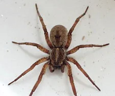 A1 Exterminators | Pest Control Solutions