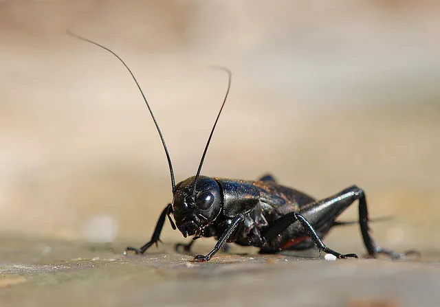 A1 Exterminators | Pest Control Solutions Picture 4