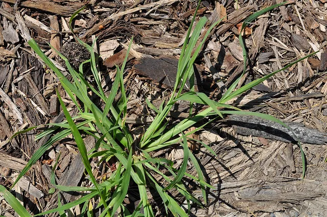 GreenAce Lawn Care, LLC Picture 8